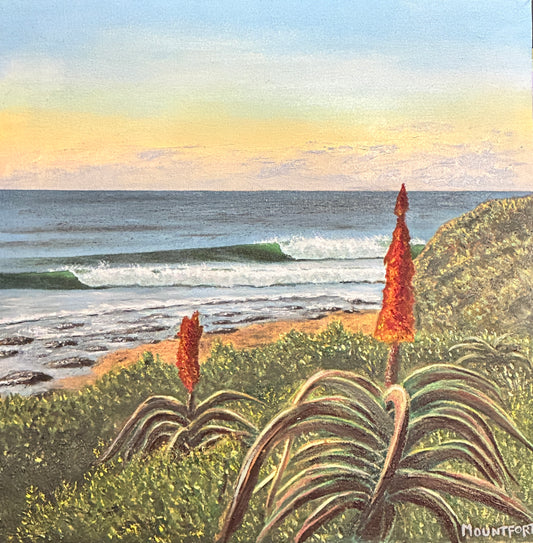 Jeffrey's Bay Aloes